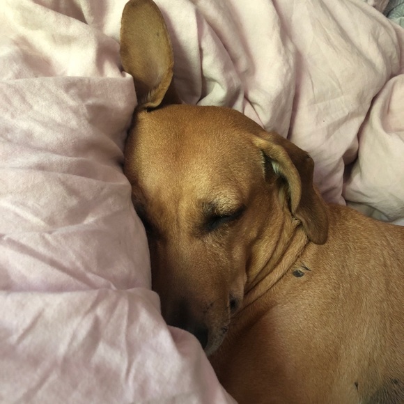 Meet your Posher, Tasha - Picture 8 of 8